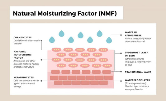 What is the Skin's Natural Moisture Factor?